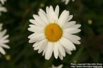 Photo: Leucanthemum vulgare 6.