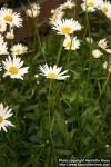 Photo: Leucanthemum vulgare 7.