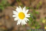 Photo: Leucanthemum vulgare 11.