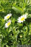 Photo: Leucanthemum vulgare 13.