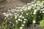 Photo: Leucanthemum vulgare 14.