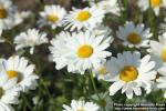 Photo: Leucanthemum vulgare 15.