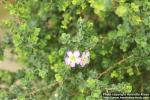 Photo: Leptospermum squarrosum 0.