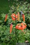 Photo: Lilium lancifolium.