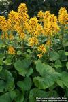 Photo: Ligularia x hessei 2.