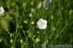 Photo: Linum usitatissimum 7.