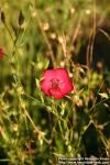 Photo: Linum grandiflorum 3.