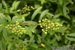 Photo: Ligustrum vulgare.