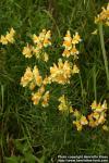 Photo: Linaria vulgaris 8.