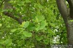 Photo: Liriodendron tulipifera 4.