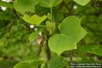 Photo: Liriodendron tulipifera 8.