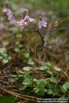 Photo: Linnaea borealis 5.