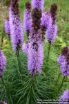 Photo: Liatris spicata 7.