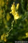 Photo: Linaria genistifolia 1.