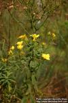 Photo: Linum flavum.