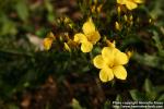 Photo: Linum flavum 1.