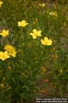 Photo: Linum dolomiticum 2.