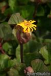 Photo: Ligularia dentata 7.