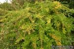 Photo: Ligustrum obtusifolium 1.