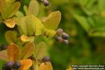 Photo: Ligustrum obtusifolium 3.