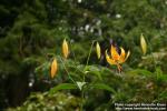 Photo: Lilium superbum 1.