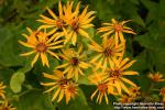 Photo: Ligularia dentata 15.