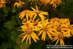 Photo: Ligularia dentata 18.