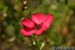 Photo: Linum grandiflorum 5.