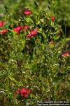 Photo: Linum grandiflorum 7.