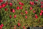 Photo: Linum grandiflorum 8.