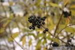 Photo: Ligustrum vulgare 5.