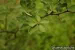 Photo: Lindera umbellata 0.