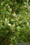 Photo: Ligustrum obtusifolium 4.