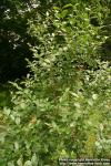 Photo: Ligustrum obtusifolium 6.