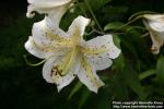 Photo: Lilium auratum 1.