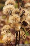 Photo: Ligularia hodgsonii 2.