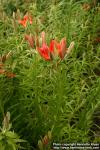 Photo: Lilium pensylvanicum 0.