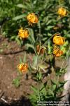 Photo: Lilium columbianum 0.