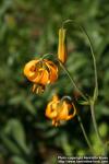 Photo: Lilium columbianum 1.