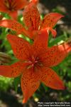 Photo: Lilium distichum 4.