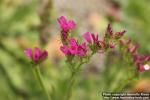 Photo: Limonium sinuatum 7.