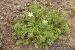 Photo: Limnanthes douglasii 2.