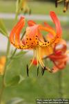 Photo: Lilium superbum 5.