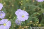 Photo: Linum lewisii 3.