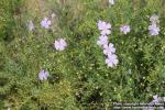 Photo: Linum lewisii 4.