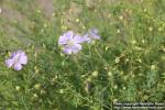 Photo: Linum lewisii 7.