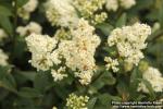 Photo: Ligustrum vulgare 07.