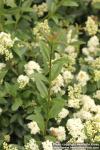 Photo: Ligustrum vulgare 08.