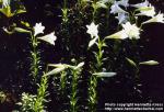 Photo: Lilium longiflorum.