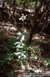 Photo: Lilium washingtonianum.